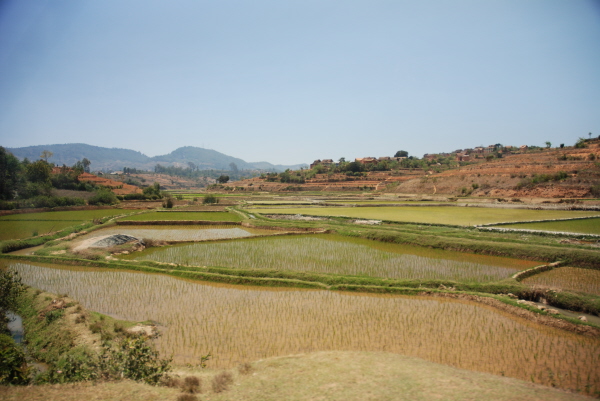 Paddy fields