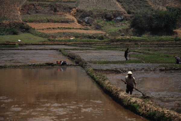 The reality of paddy fields