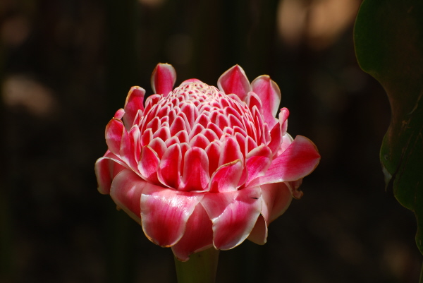 Protea-type flower
