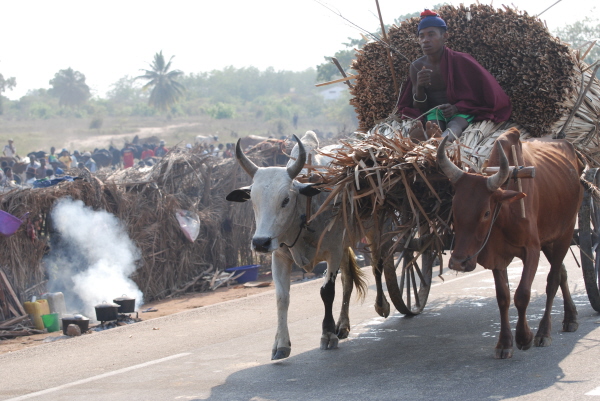 Cattle market in Morondava
