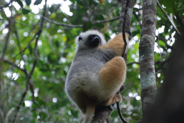 Diademed Sifaka
