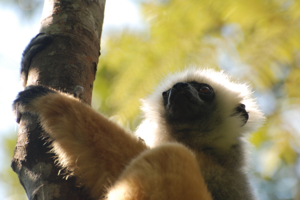 Diademed Sifaka
