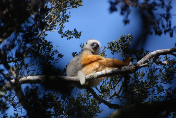 Diademed Sifaka