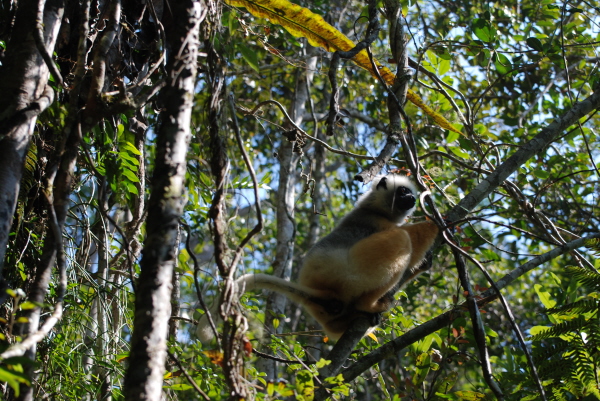 Diademed Sifaka