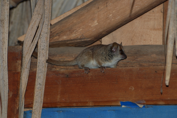 Dwarf Grey Mouse Lemur