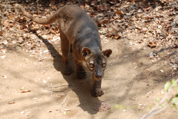 Fosa (or fossa) - a unique Madagascan carnivore