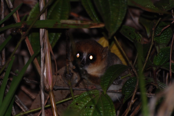 Goodman's Mouse Lemur