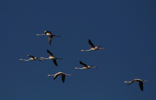 Greater Flamingoes
