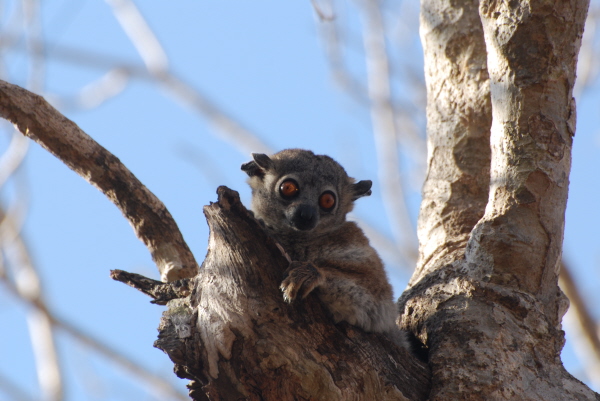 Hubbard's Sportive Lemur