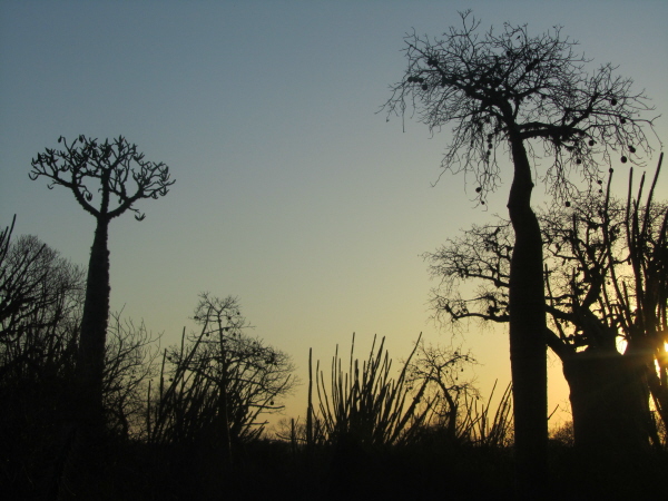 Baobabs, Ifaty