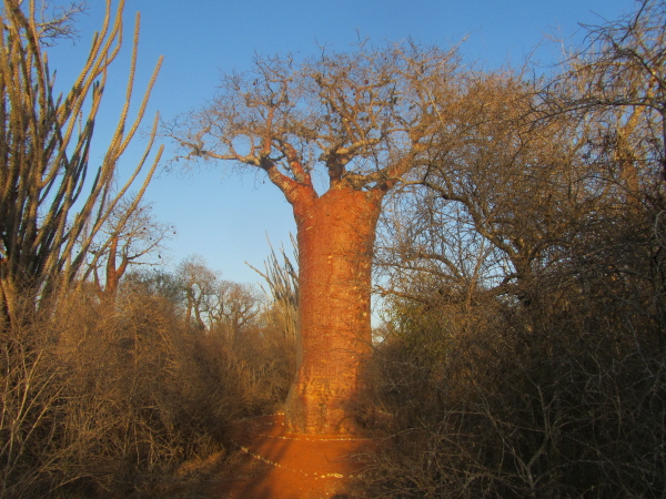 Baobab, Ifaty