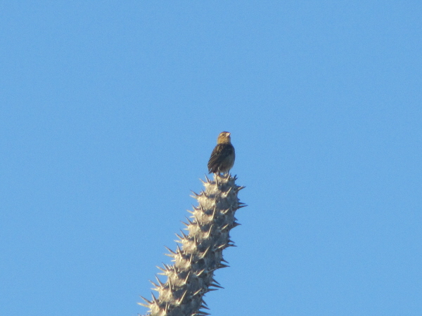 Weaver bird on thorn tree, Ifaty