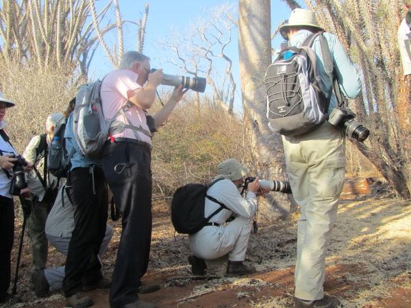 Something rare in the bushes