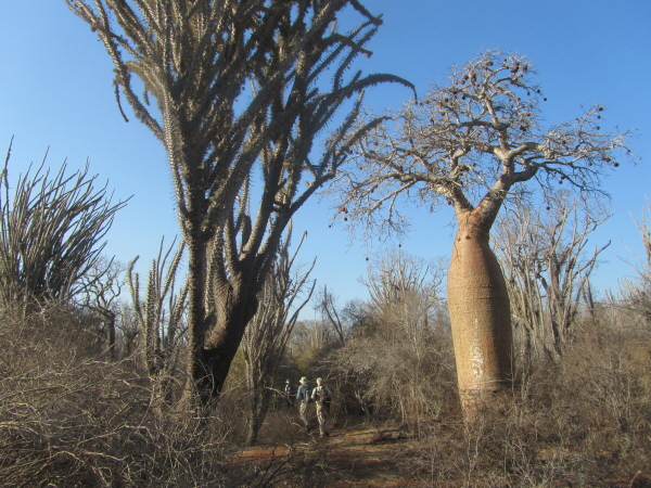 Spiny forest, Ifaty