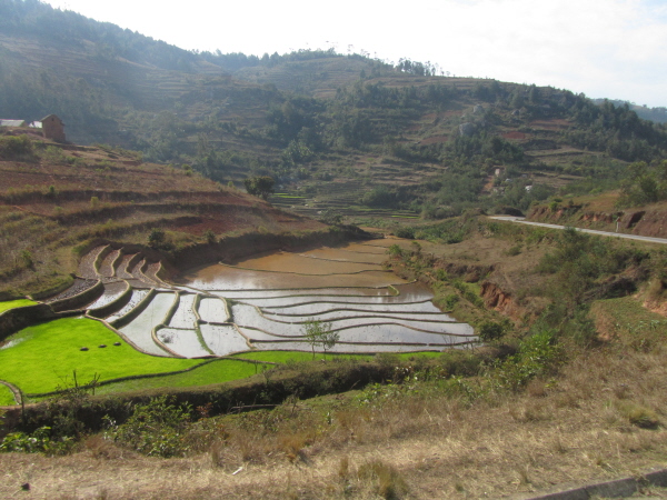 Paddy fields and terraces