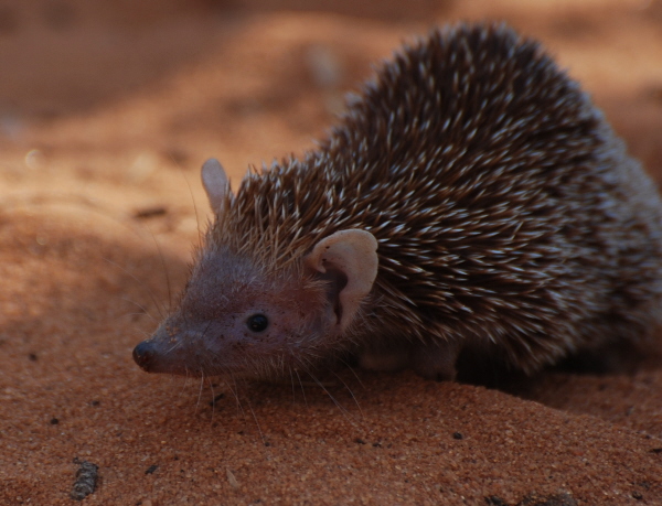 Lesser Hedgehog Tenrec