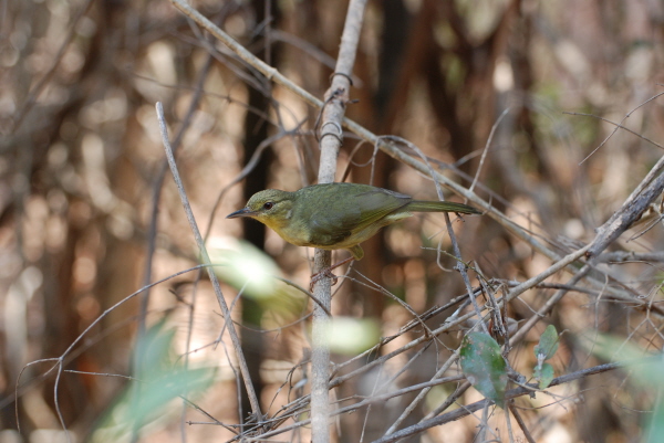 Long-Billed Greenbul