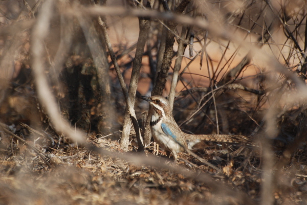 Long-Tailed Ground-Roller