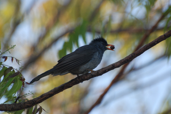 Madagascar Bulbul