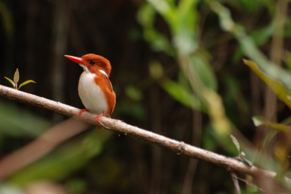 Madagascar Pygmy Kingfisher