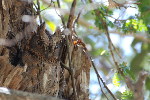 Madagascar Scops Owl