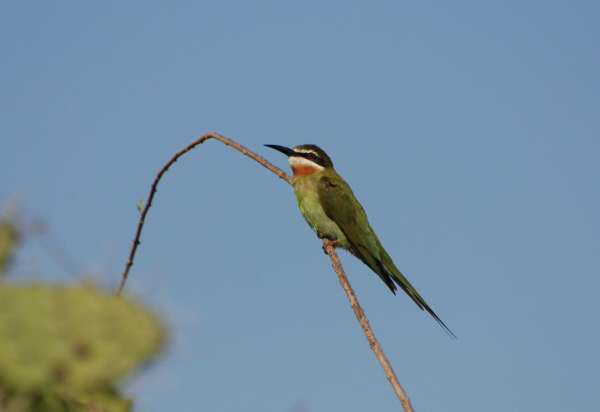 Madagascar (Olive) Bee-Eater