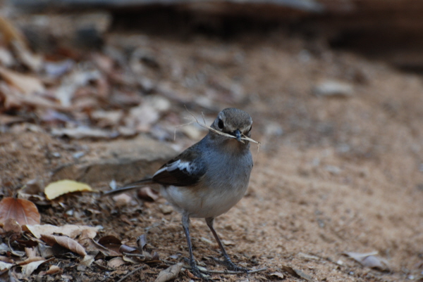 Magagascar Magpie-Robin (female)