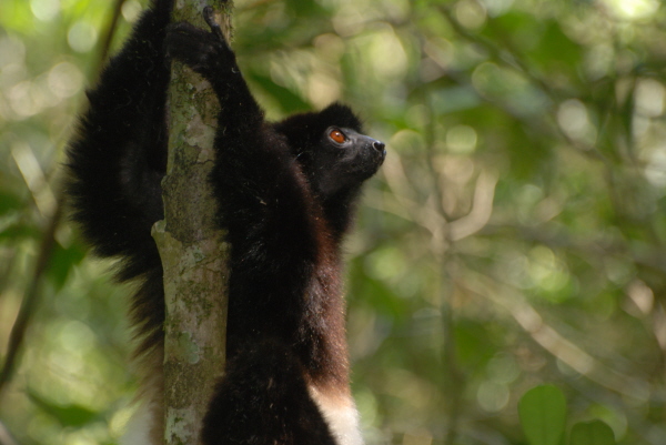 Milne-Edwards Sifaka