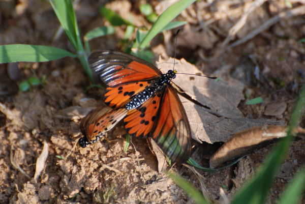 Monarch-type Butterfly