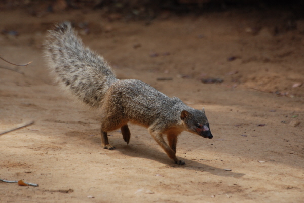Narrow-striped Mongoose