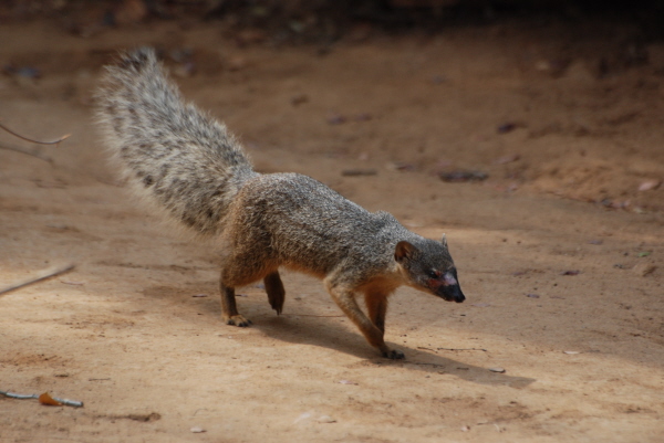Narrow-striped Mongoose