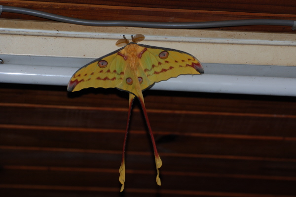 Moon Moth