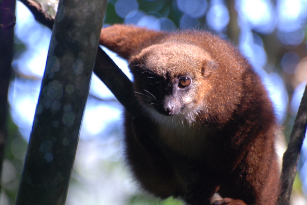 Red-bellied Lemur