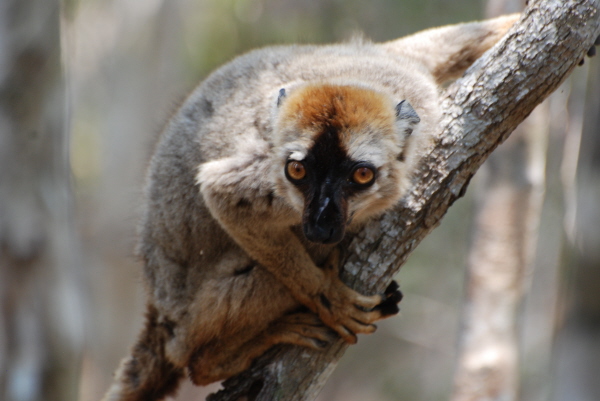 Red-fronted Brown Lemur