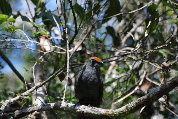 Red-Fronted Coua