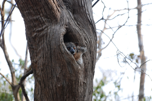 Red-tailed Sportive Lemur
