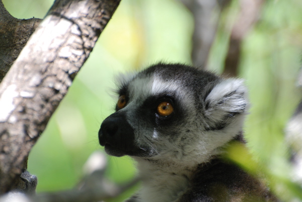 Ring-tailed Lemur