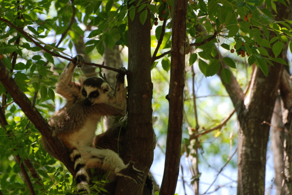 Ring-tailed Lemur