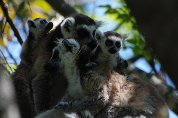 Ring-tailed Lemur