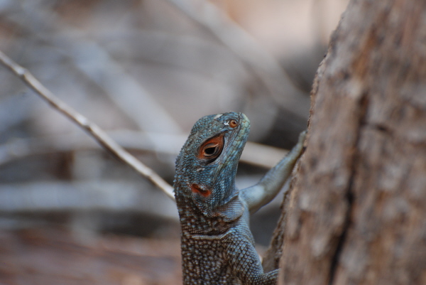 Skink (last photo in this section)