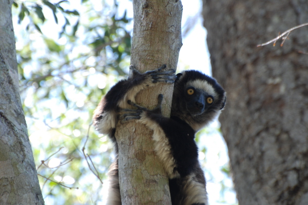 Verreaux's Sifaka (last photo in this section)