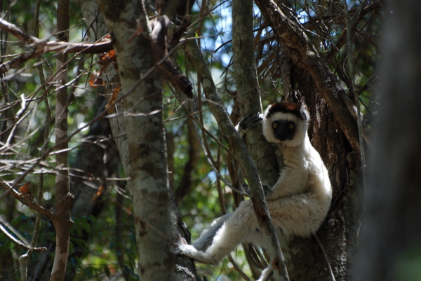 Verreaux's Sifaka