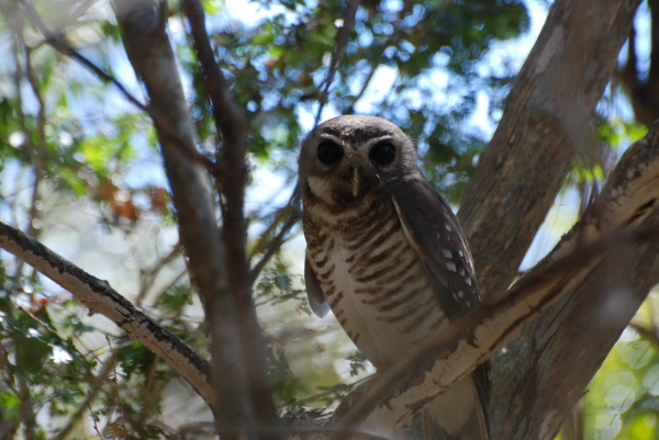 White-Browed Owl (last photo in this section)