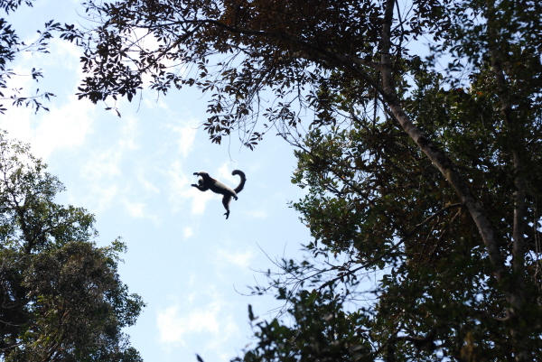 Black and White Ruffed Lemur