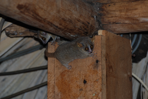 Dwarf Grey Mouse Lemur (two of them!)
