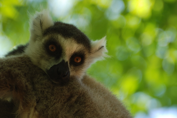 Ring-tailed Lemur