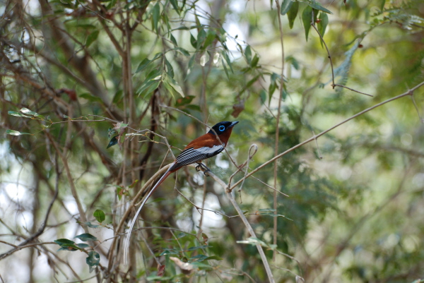 Madagascar Paradise-Flycatcher