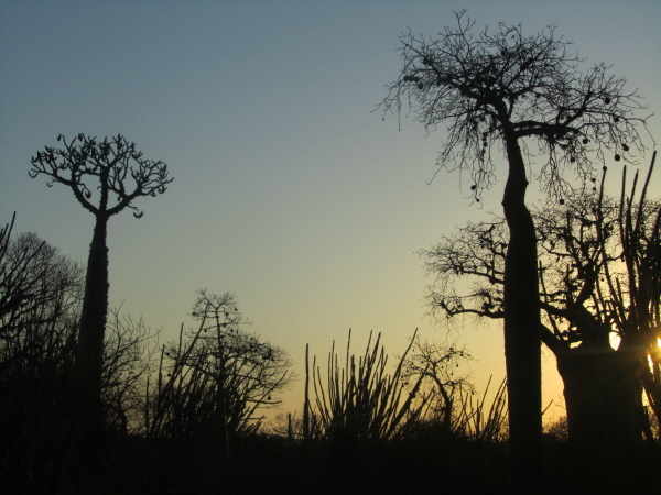 Baobab trees, Ifaty