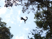 leaping lemur