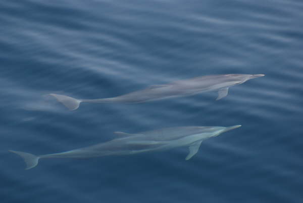 Striped Dolphins
